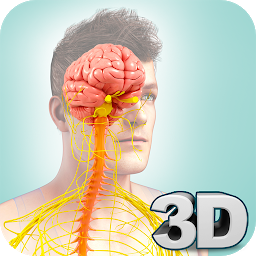 Image de l'icône Nervous System Anatomy Pro.