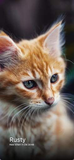 Everyday Kitten Screen 2