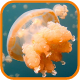 Jellyfish. Video Wallpaper icon