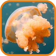 Jellyfish. Video Wallpaper