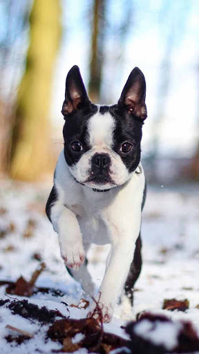 Boston Terrier Wallpaper