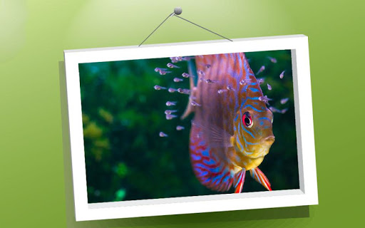 Picture Puzzle: Fishes Screen 3