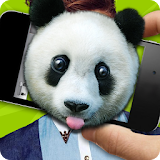 What panda? icon