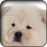Baby Dog Wallpapers icon