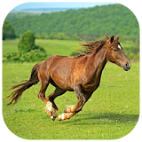 Running Horses Puzzles icon