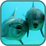 Cover Image of Download Dolphins HD. Video Wallpaper  APK