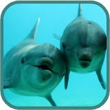 Dolphins HD. Video Wallpaper icon