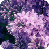 Lilac Wallpapers icon