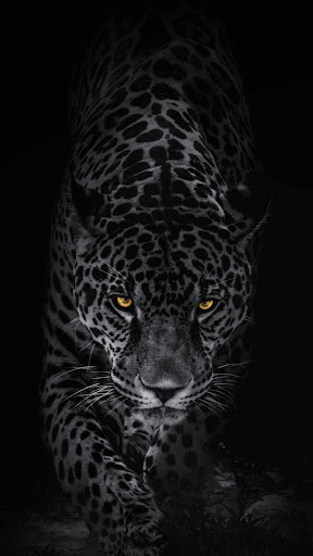 Leopard Wallpaper HD 4K