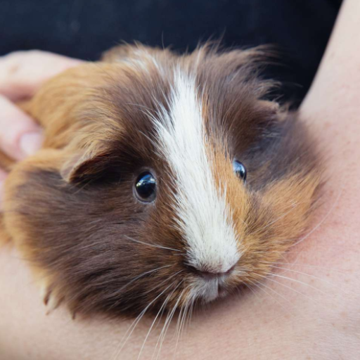 Guinea pig Sounds logo