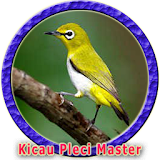 Master Pleci Ngalas Gacor icon