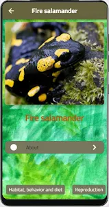 Fire salamander