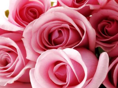 70以上 ピンク 薔薇 壁紙 142754-ピンク 薔薇 壁紙