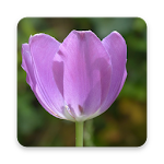 Cover Image of ダウンロード Purple Tulip Wallpapers HD 1.0 APK