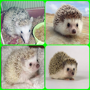 successful breed mini hedgehogs
