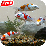Koi Fish Tank Video Wallpaper icon