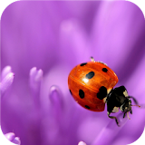 Flower and ladybug. Wallpaper icon