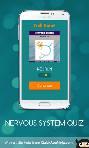 Anatomy Online Quiz Nervous System