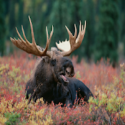 Moose Sounds