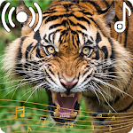 Cover Image of Télécharger Tiger Sounds Ringtone  APK