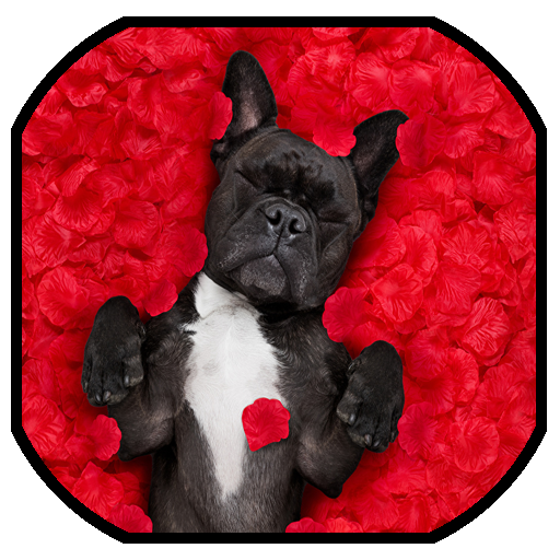 Animales durmiendo Fondo de Pantalla, Wallpaper HD