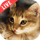 Kitty Cat Live Wallpaper icon