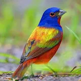Painted Bunting Wallpapers icon