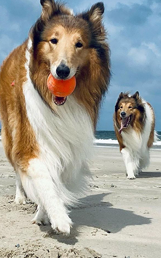 Collie Wallpapers Screen 2