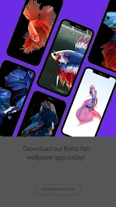 colorido com peixes Betta