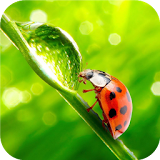 Green leaf and ladybug.  HDLWP icon