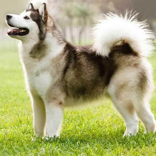 Siberian Husky Dog Wallpapers