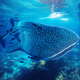 The Whale Shark icon