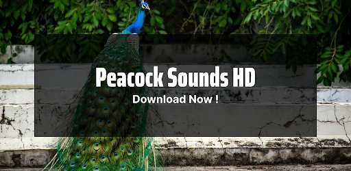 Android application Peacock Sounds App screenshort