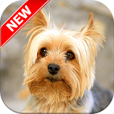 Yorkshire Terrier Wallpapers icon