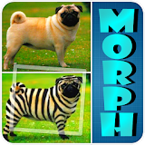 Animal Morphing: Zebra Hybrid icon