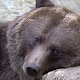 brown bear wallpaper Download on Windows