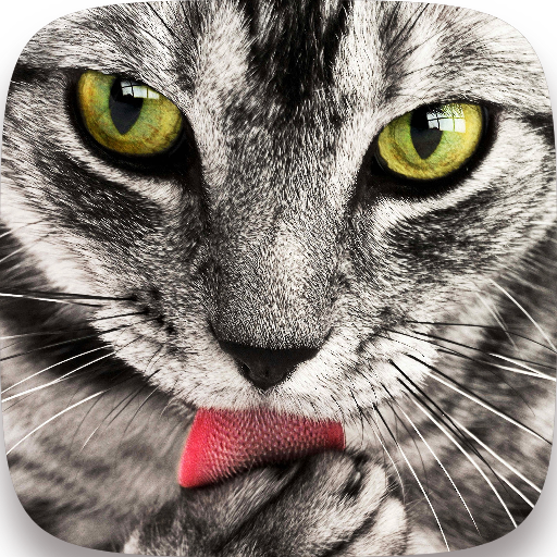 Cats Wallpapers HD 2022 logo