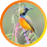 Flame-breasted sunbird icon