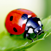 Top 30 Personalization Apps Like Ladybug Live Wallpaper - Best Alternatives