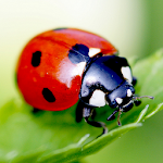 Ladybug Live Wallpaper Apk