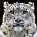 snow leopard wallpaper icon