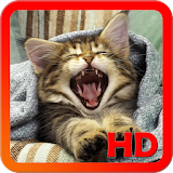 Kittens HD Wallpapers icon