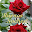 Good Night with Flowers Download on Windows