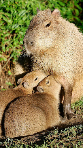 Capybara wallpaper