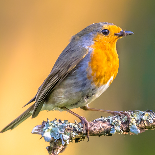 Robin Sounds logo