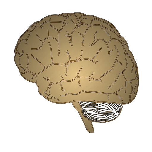 Neurology- Stroke localization  Icon