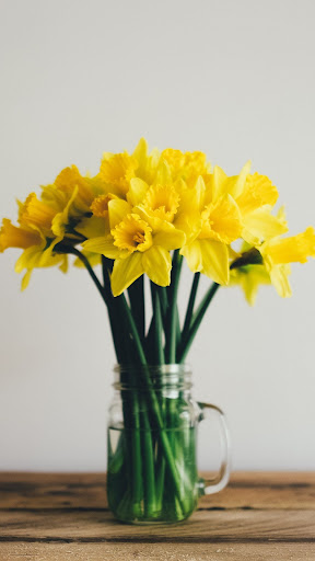 Android application Daffodil Wallpapers screenshort
