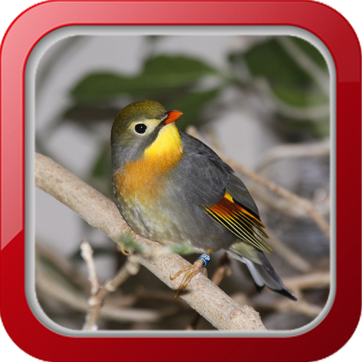 Masteran Burung Robin