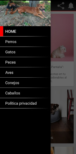 Mascota en tu Pantalla Screen 3