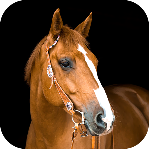 Horse Wallpaper 2023 logo